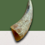 Empty Cow Horn